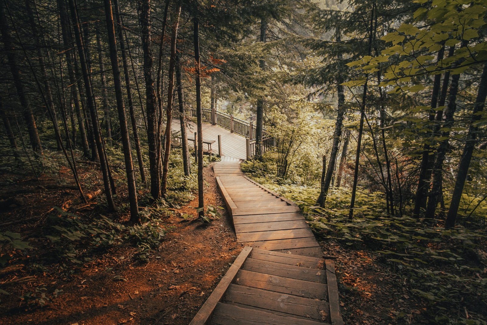 Go hiking at the nearby Osceola National Forest