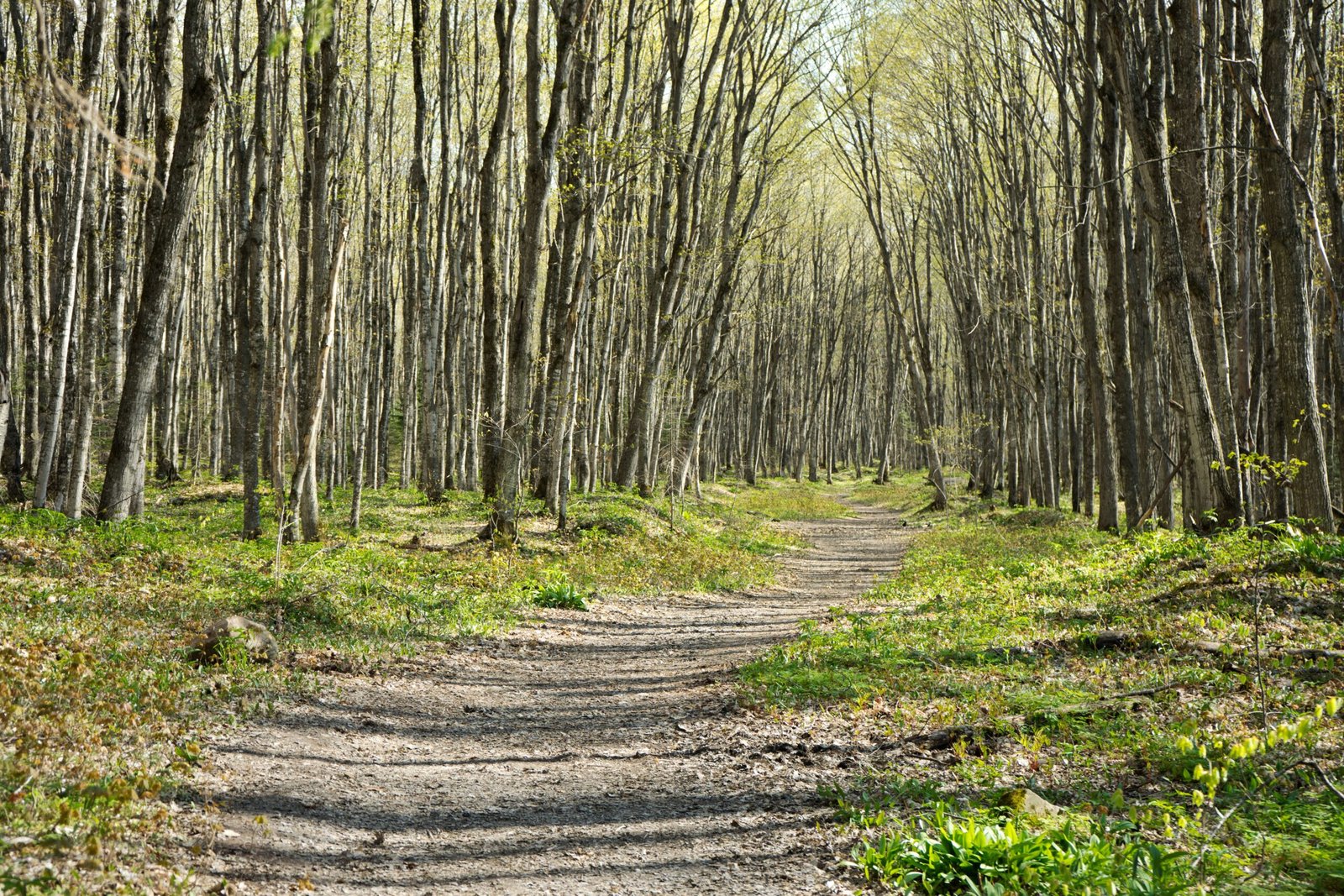 Navigate the on-site trails at the Mount Greylock State Reservation