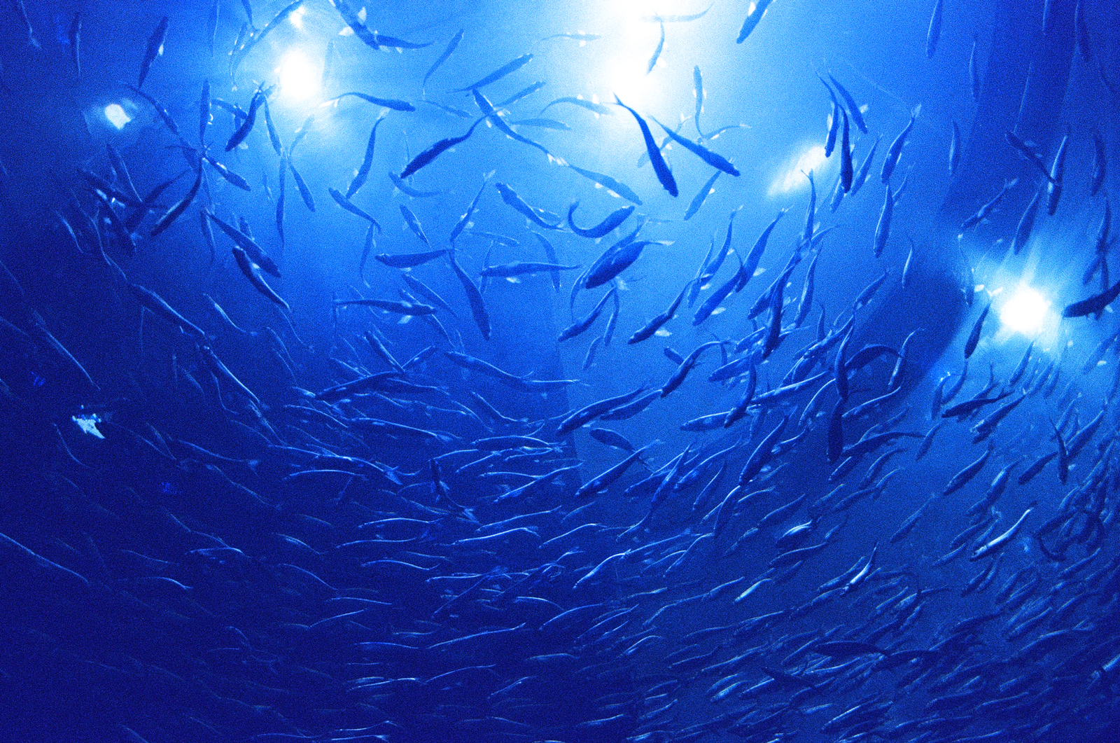 Experience the Ripley's Aquarium of Canada and its amazing marine life.