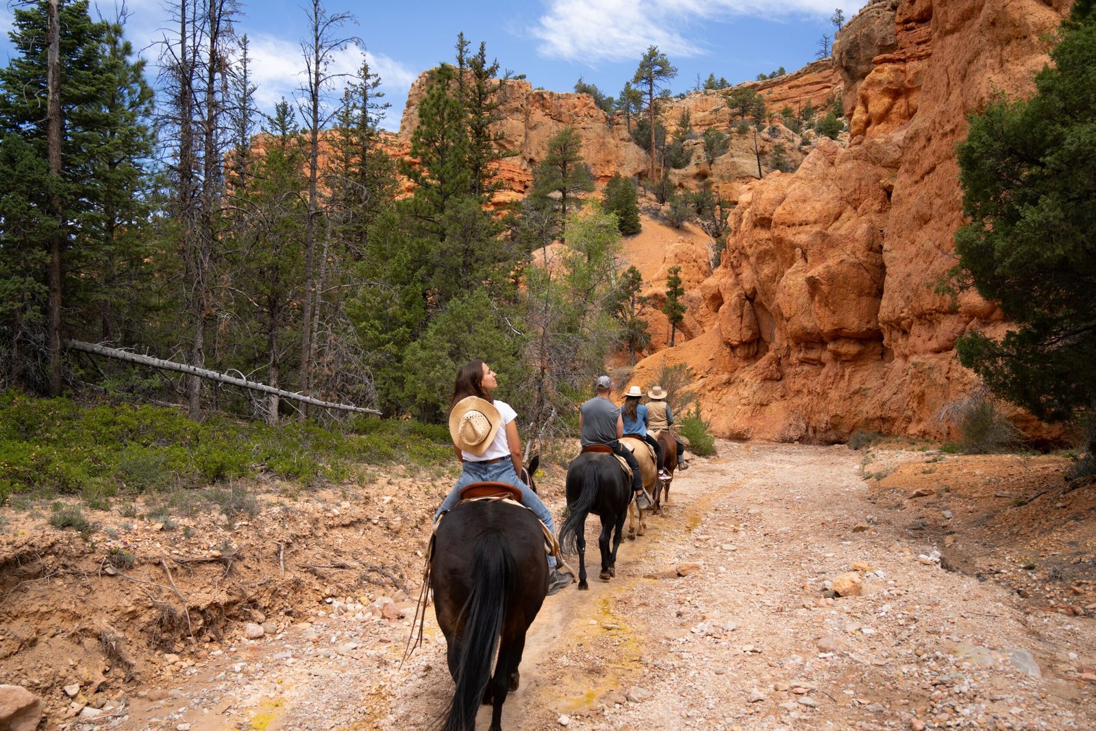 Take a guided horseback ride through the Absaroka Mountains with a local outfitter.
