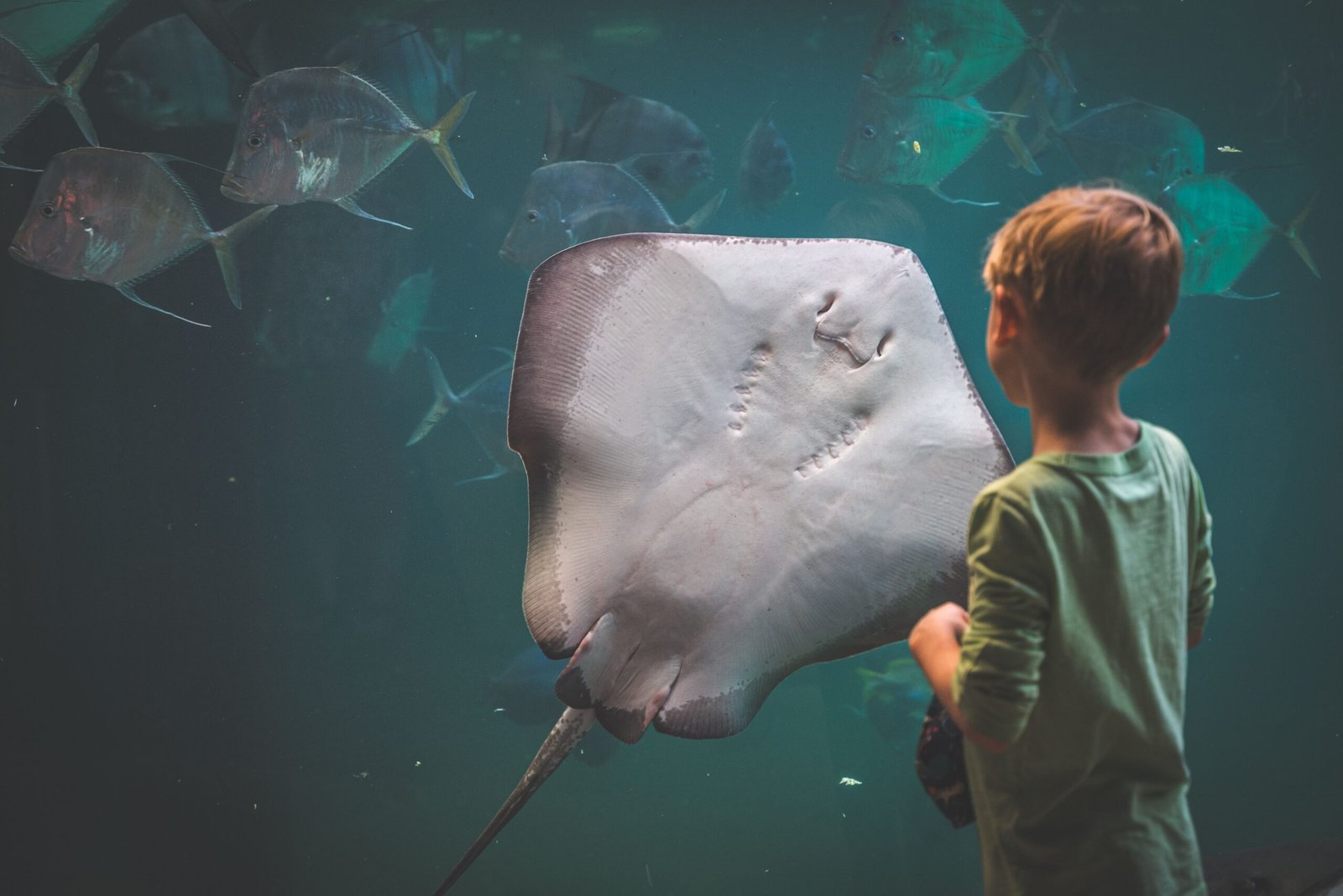 Visit the fascinating exhibits at the Turtle Bay Exploration Park.