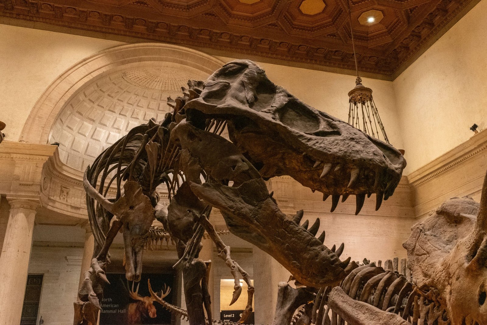 Visit the Field Museum to see the impressive Sue the T. rex and other fascinating exhibits.