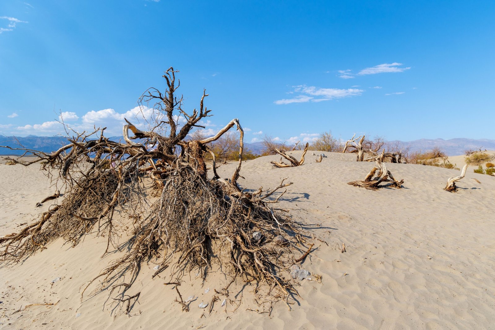 Explore the Tree of Life, a 400-year-old mesquite tree standing in the desert.