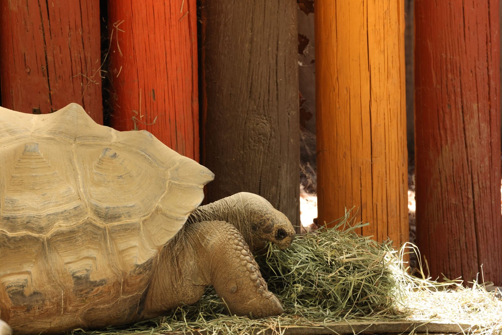 Discover wildlife at the Orange County Zoo