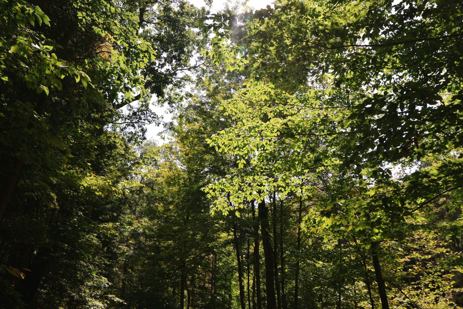 Explore Deep Creek Lake State Park for hiking and picnicking.