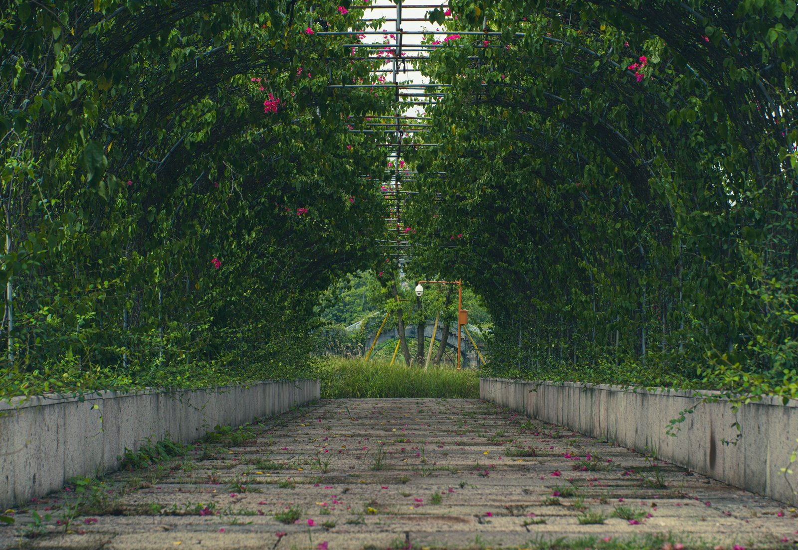 Stroll through the lush gardens of Lalbagh Botanical Garden