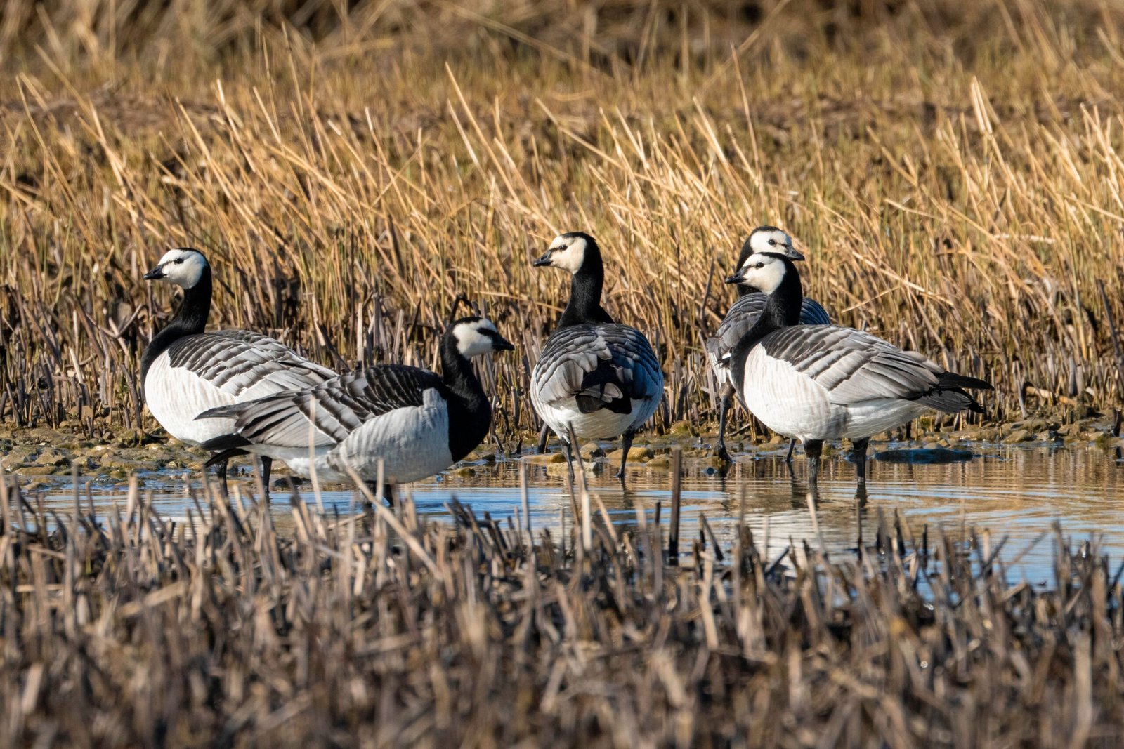 Experience the magic of the Northern Lights at Creamer's Field Migratory Waterfowl Refuge.