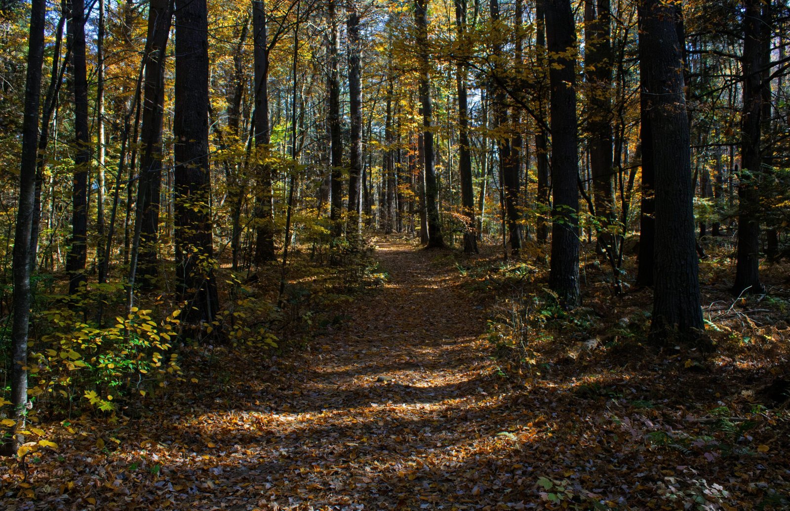 Explore the scenic trails at the Northeast Regional Park.