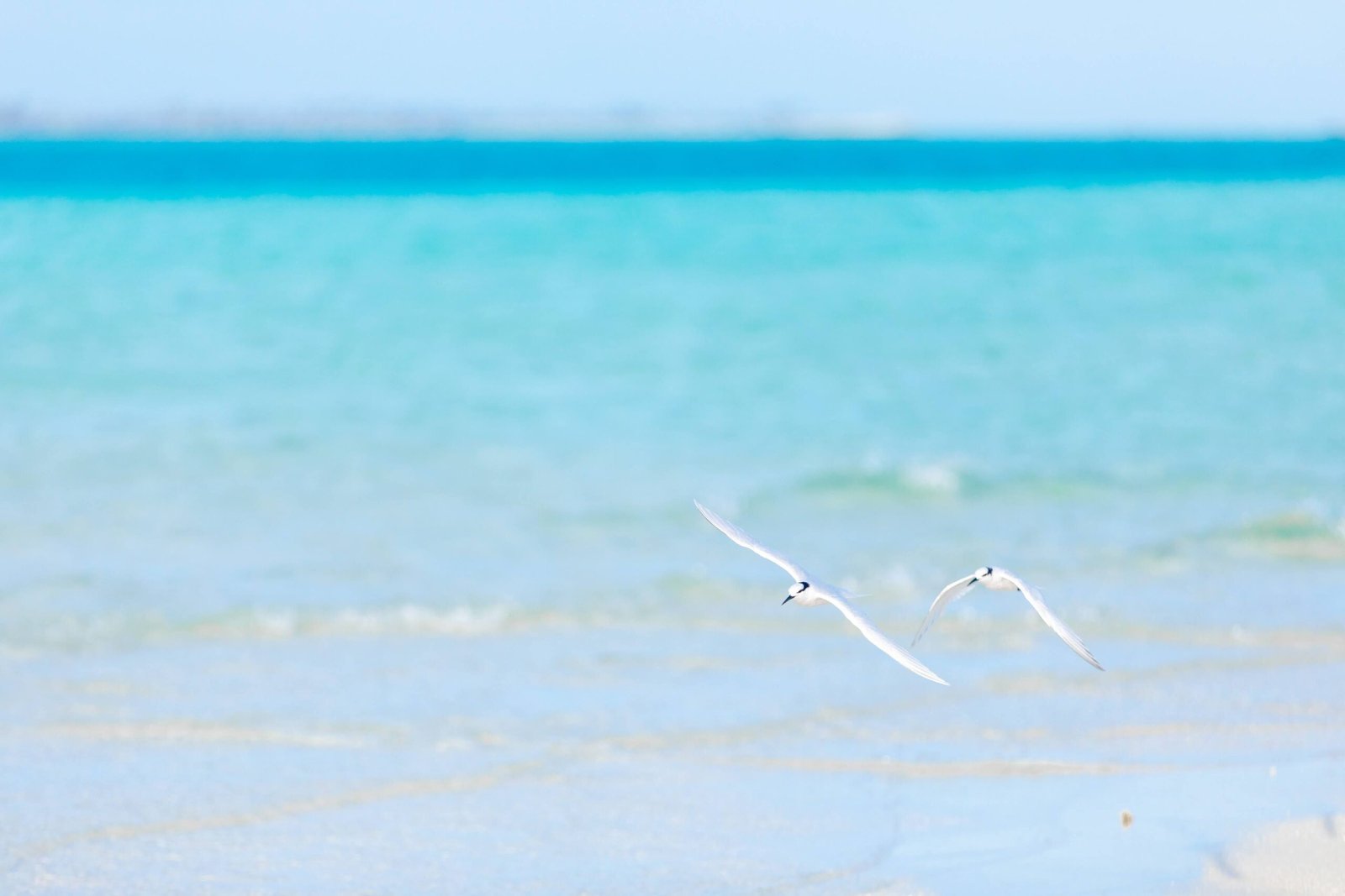 Explore the stunning Lucayan National Park and its beautiful beaches.