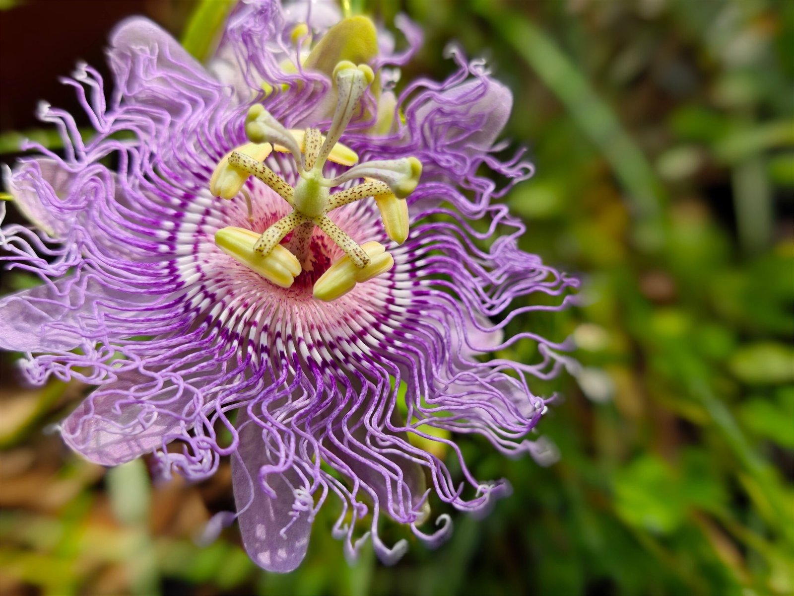 Wander the beautiful gardens at Harry P. Leu Gardens.