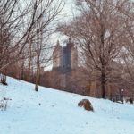 things to do in new york in december