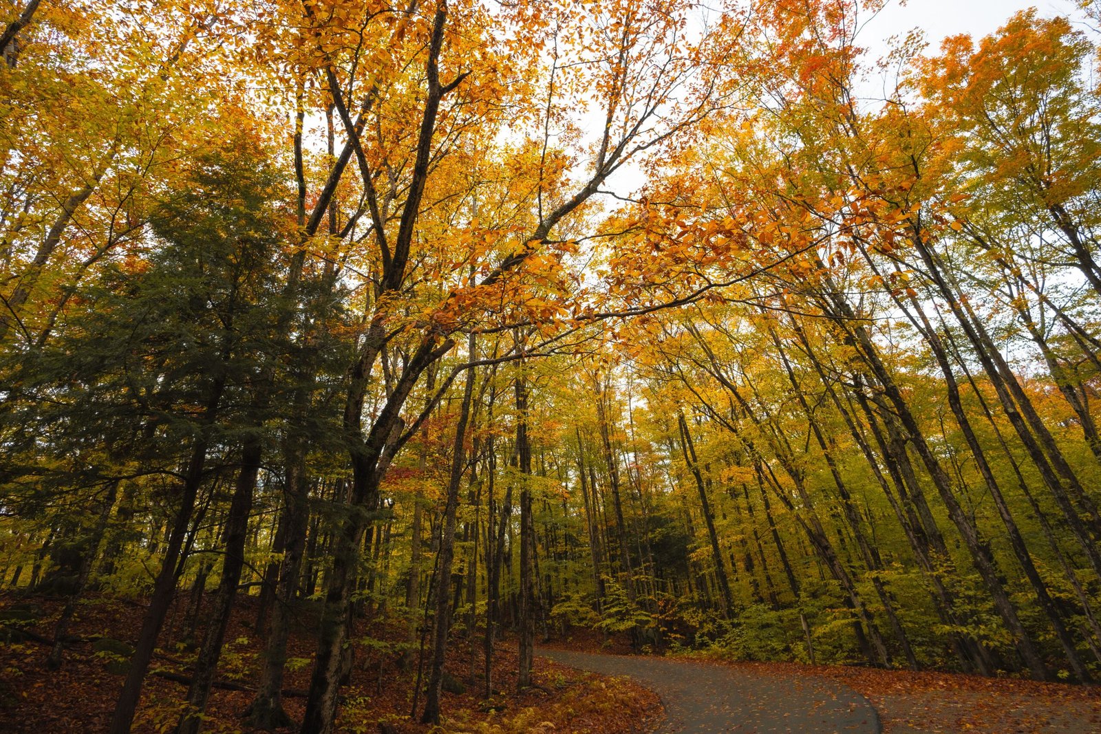 Explore the scenic pathways of Strouds Run State Park.