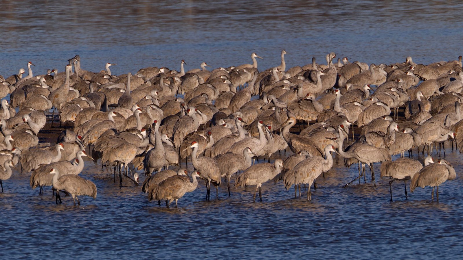 Check out the local wildlife at the Seedskadee National Wildlife Refuge