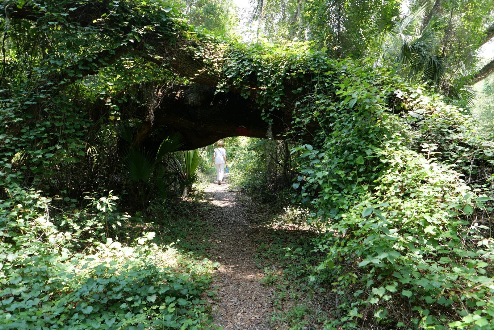 Discover the lush trails at the W.G. Jones State Forest