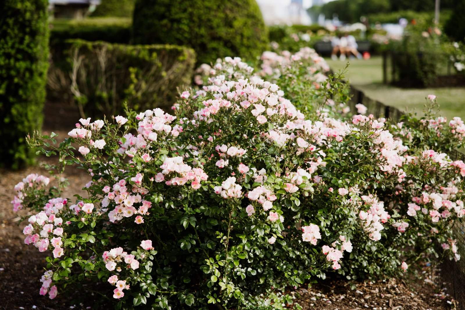 Walk through the beautiful Gage Park and its rose garden.