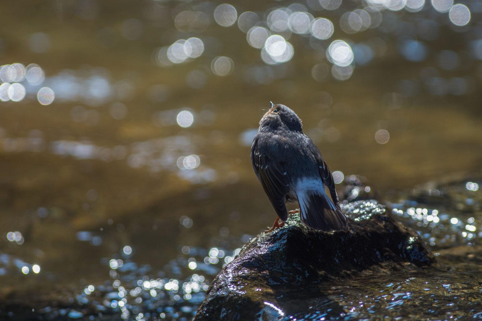 Participate in birdwatching at the Dungeness River Audubon Center