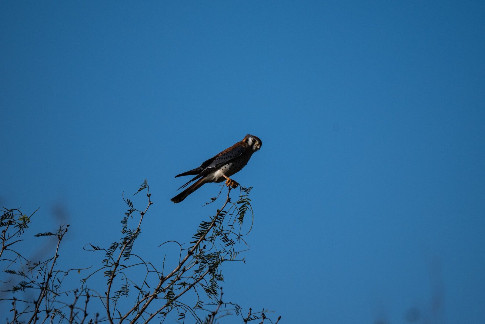 Discover the nature trails at Nimbus Flat and enjoy bird watching.