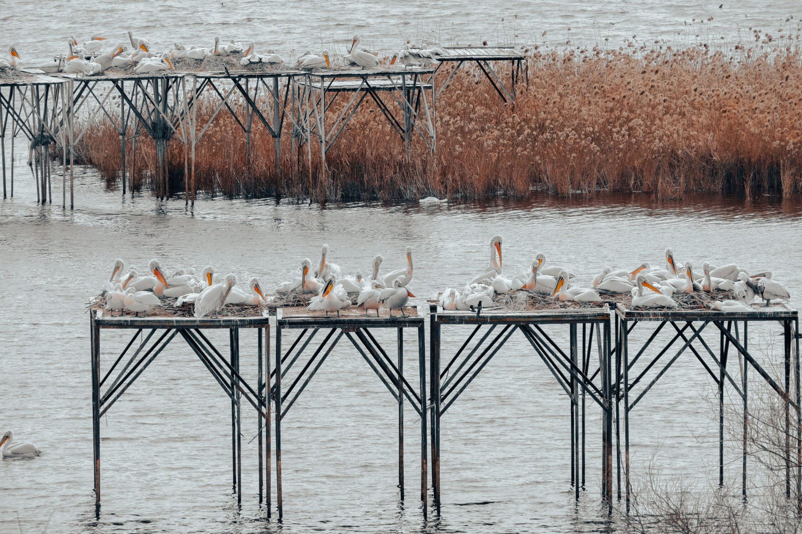 Go birdwatching at the Tule Lake National Wildlife Refuge