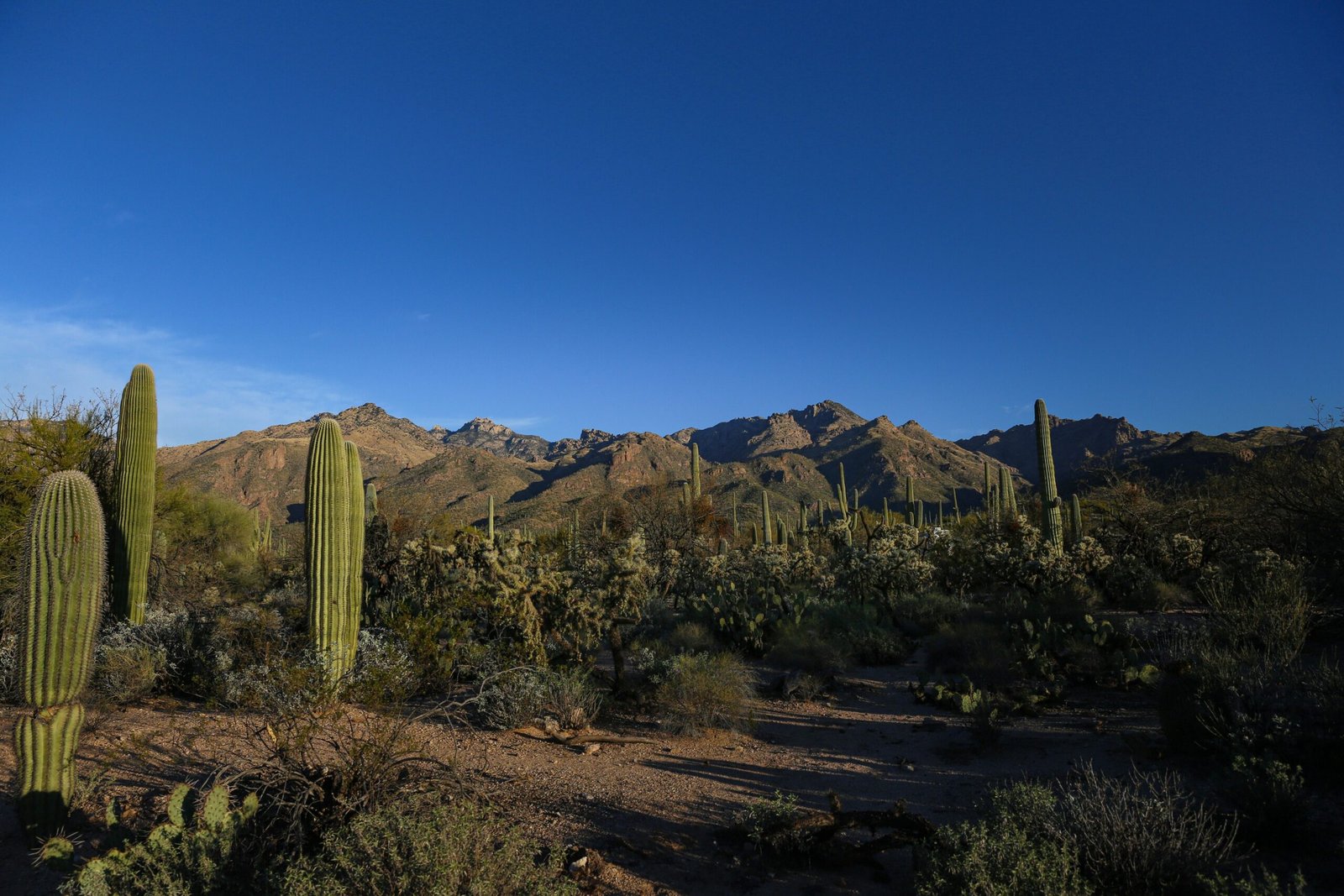 Explore the stunning landscapes of Saguaro National Park.