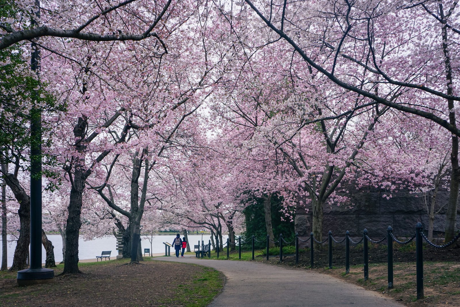 Walk around the Tidal Basin, particularly beautiful during the cherry blossom season.