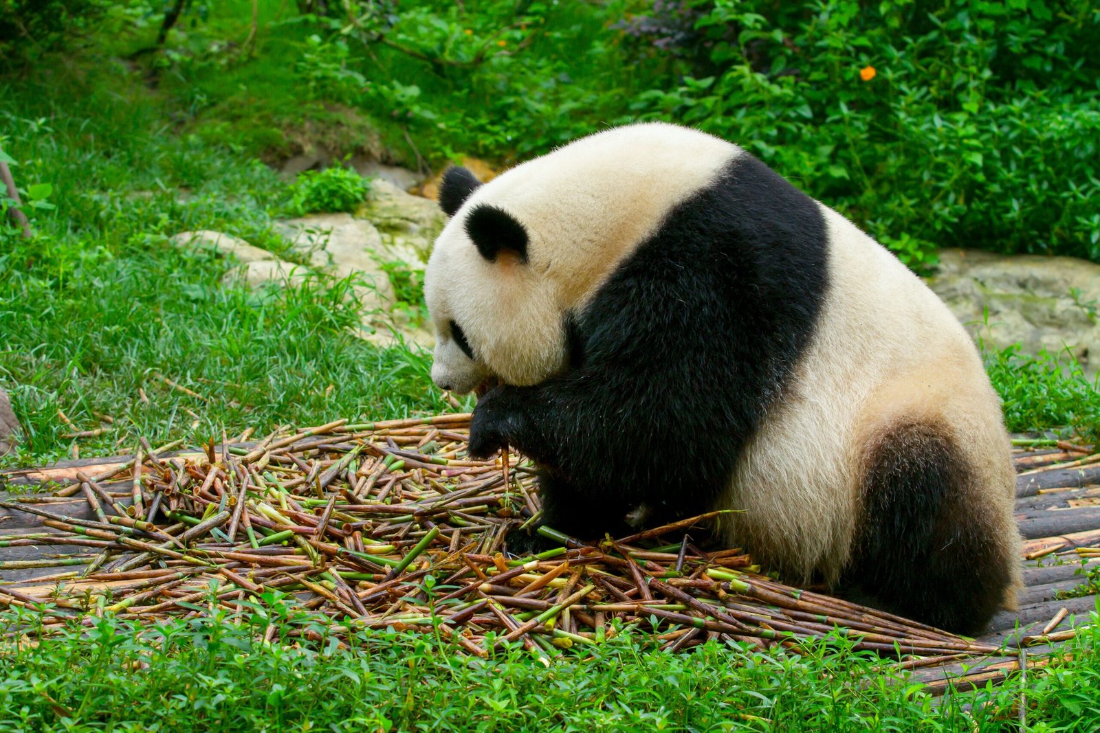Visit the Chengdu Research Base of Giant Panda Breeding