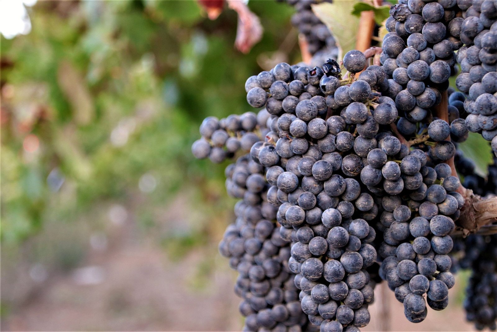 Taste delicious wines at the nearby Valle de Guadalupe vineyards