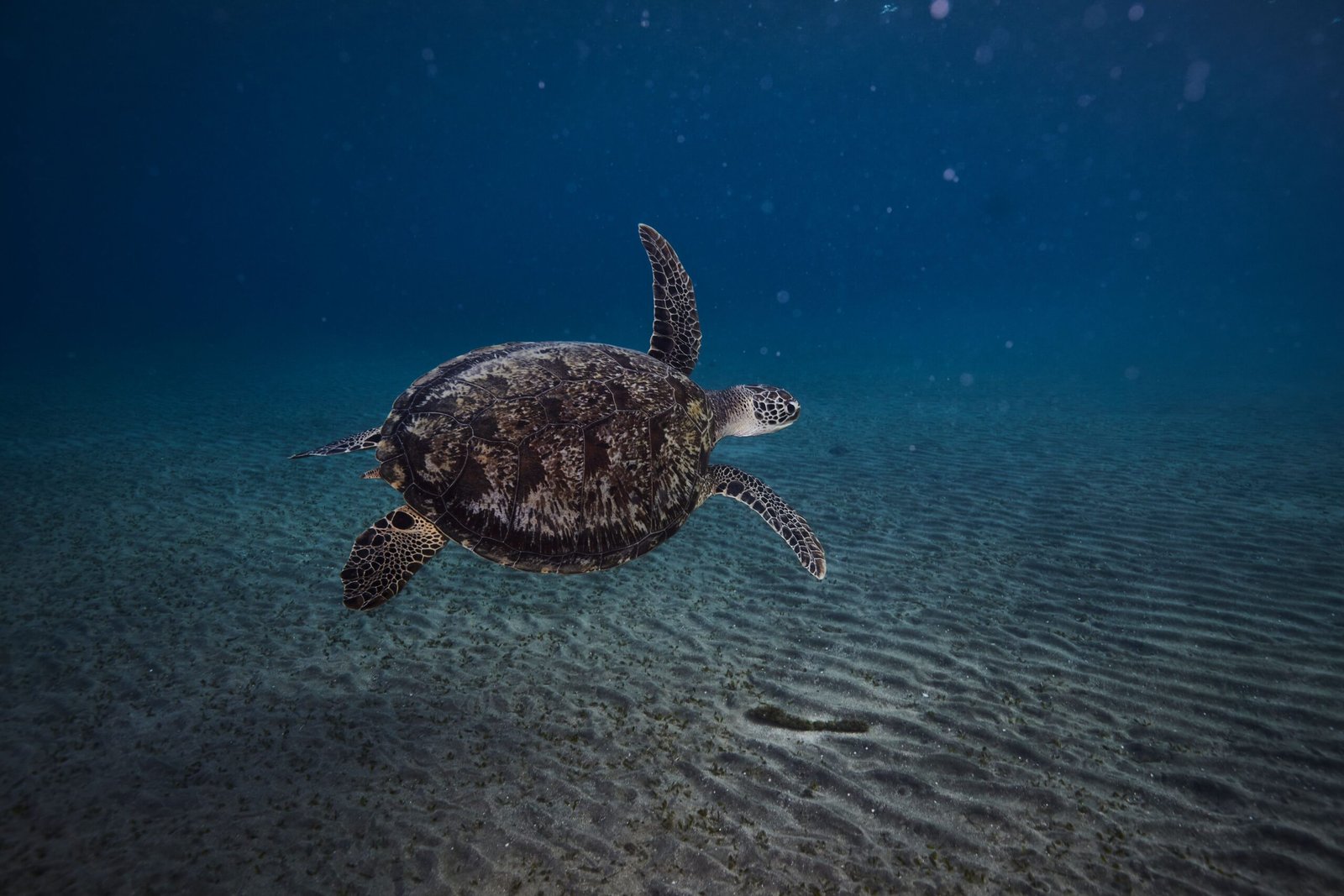 Discover local marine life at the Surf City Turtle Hospital.