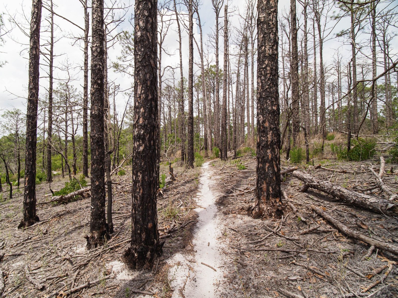 Explore the scenic trails at the Grayton Beach State Park.
