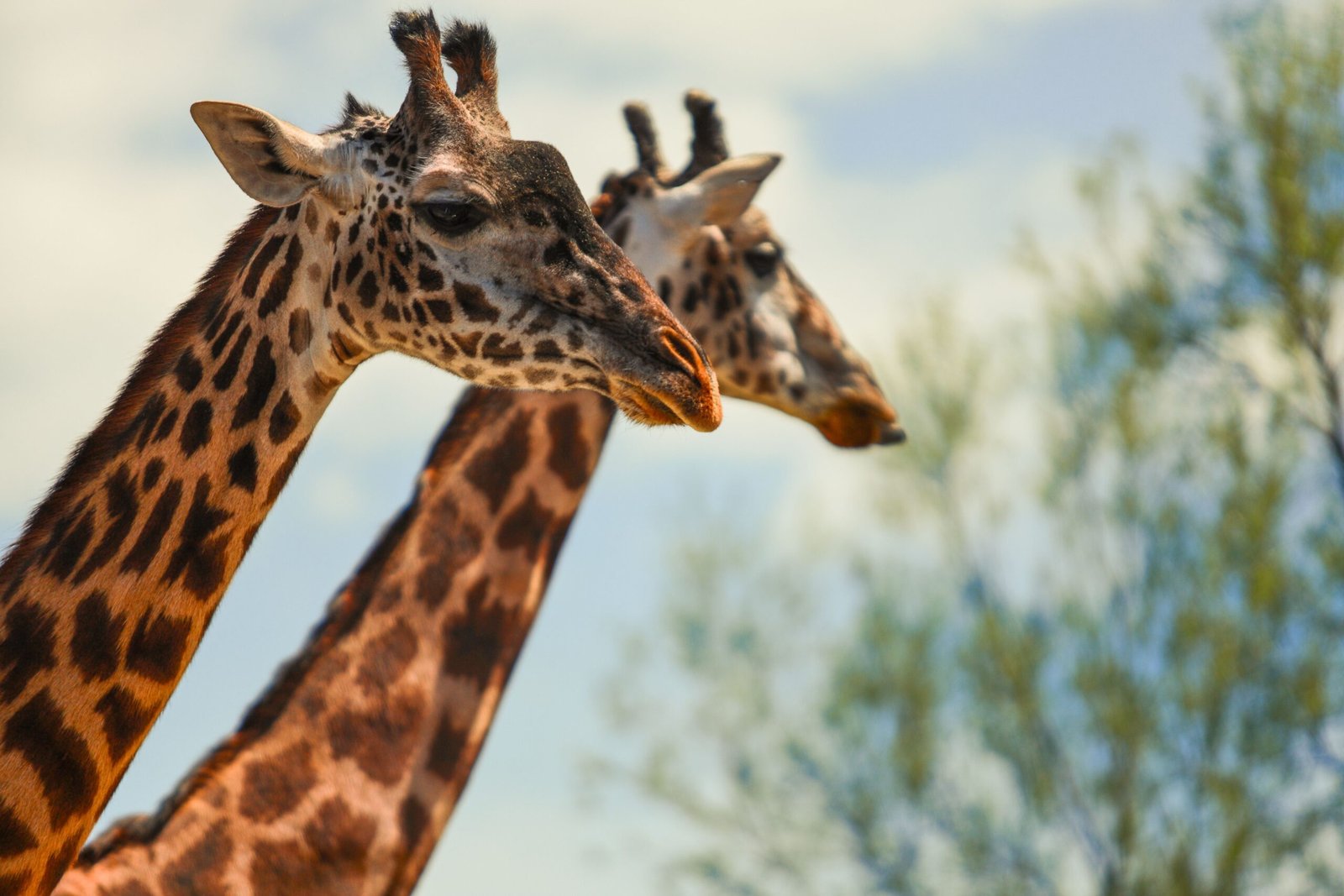 Visit the Pocatello Zoo to see local and exotic animals.