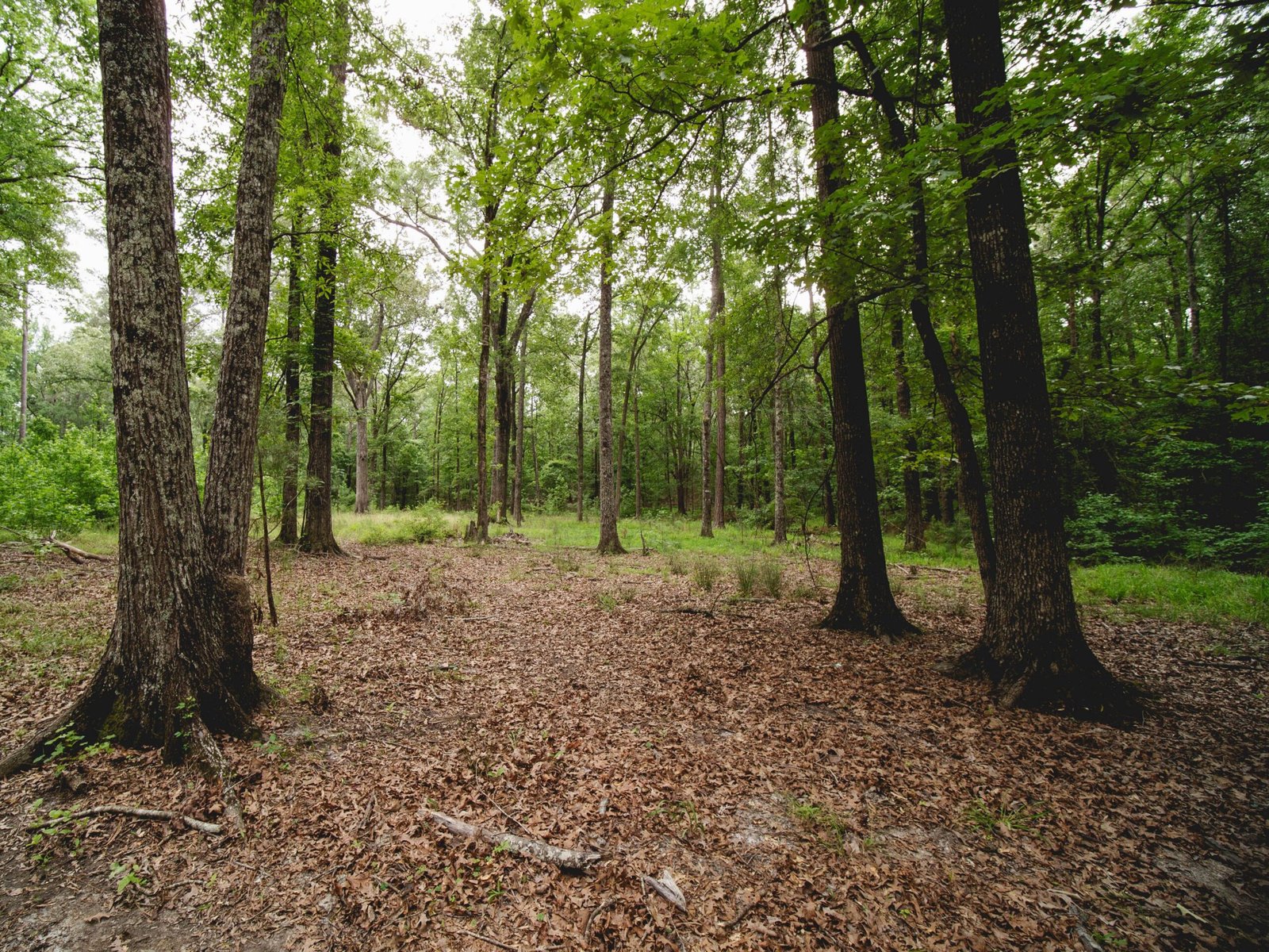 Explore the beautiful Withlacoochee State Forest for hiking and wildlife spotting.