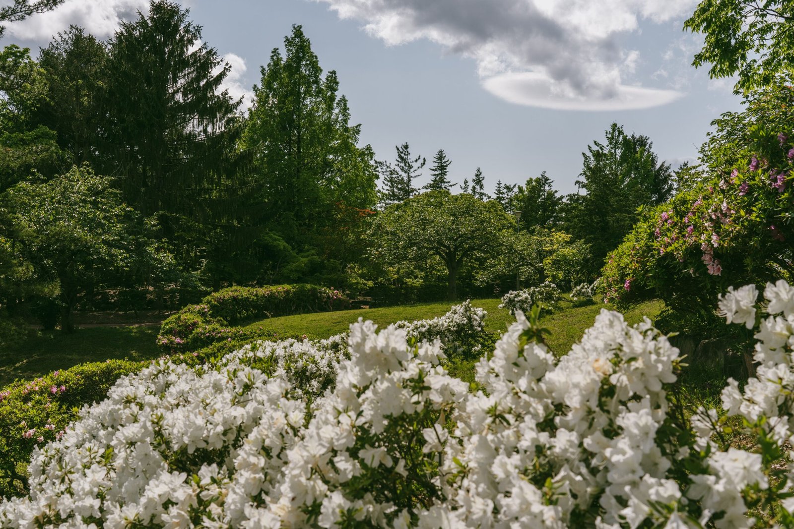 Stroll through the beautiful azaleas at the Azalea Park