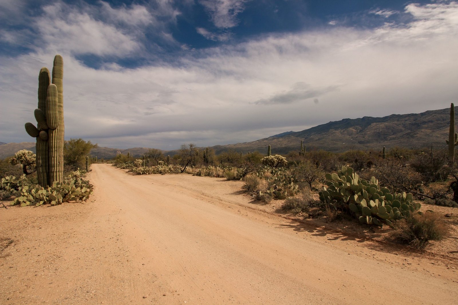 Explore the scenic trails of Saguaro National Park