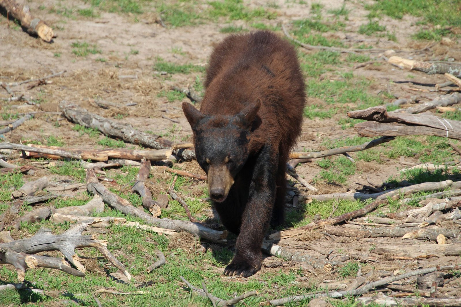 Explore the rich wildlife at the Payson Wildlife Park