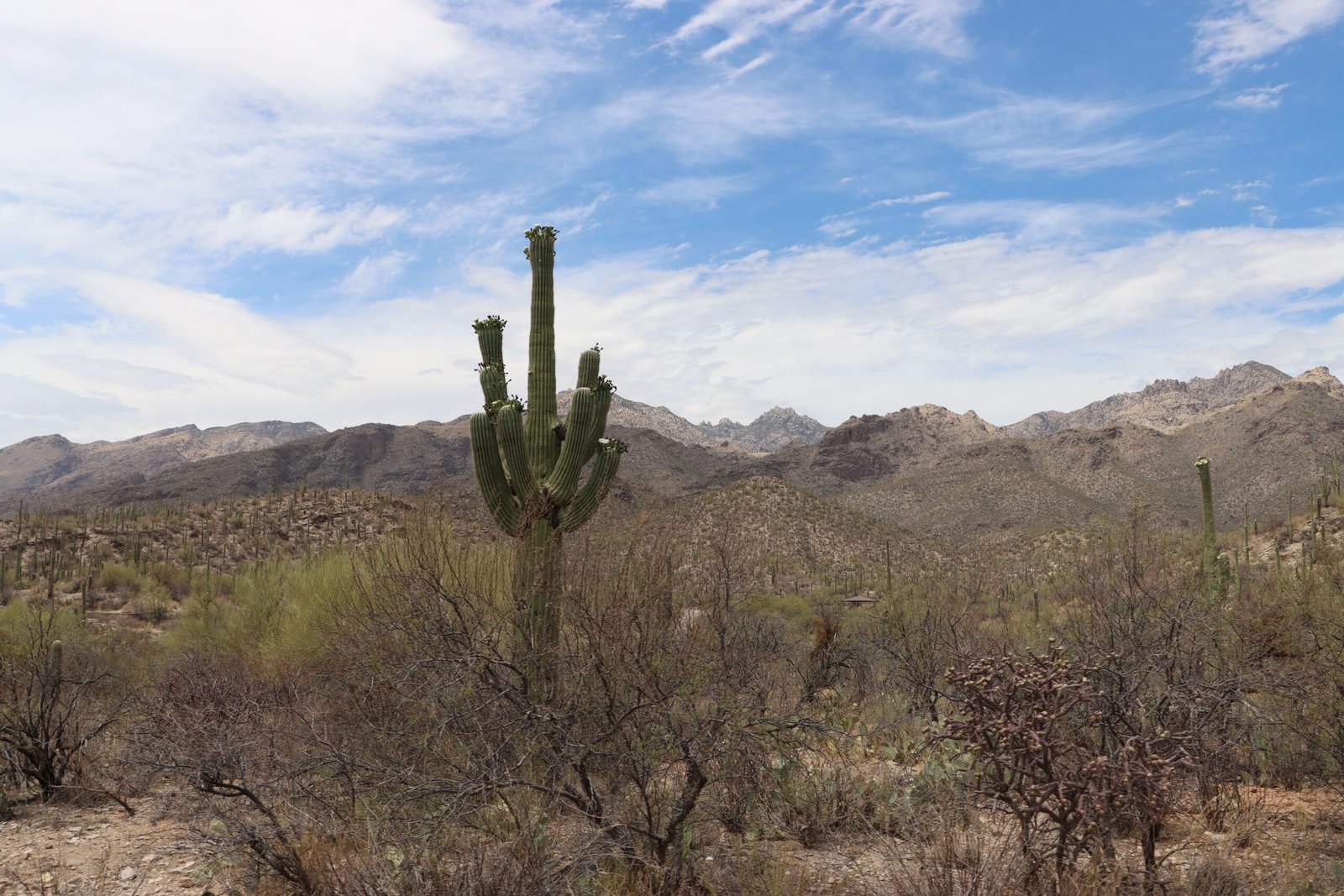 Visit the Arizona-Sonora Desert Museum for an immersive desert experience.