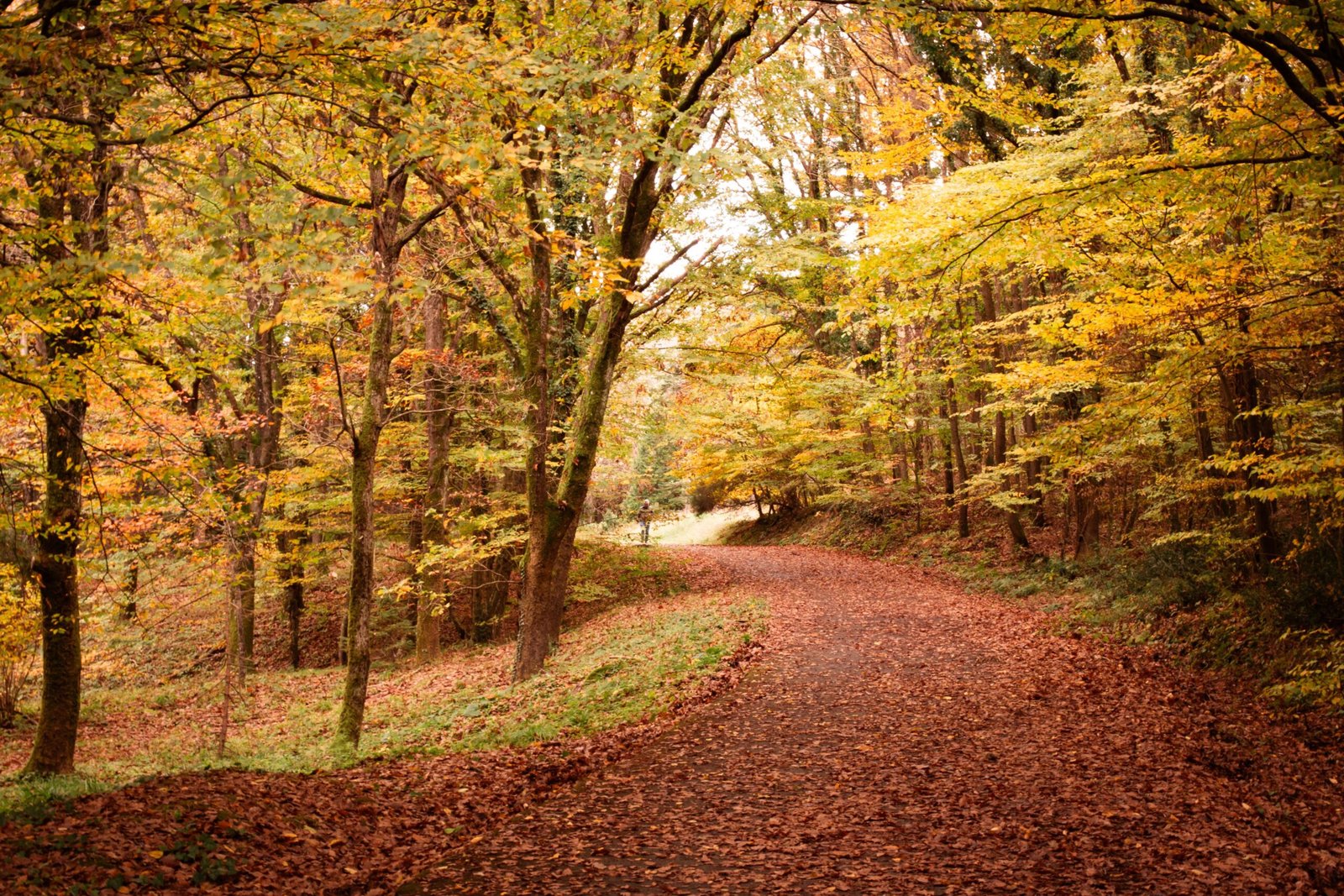 Go on a fall foliage hike at Schenley Park