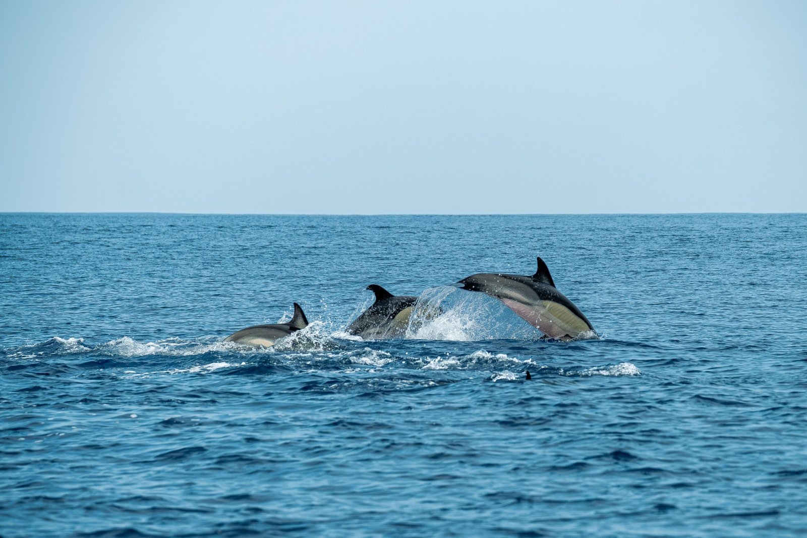 Take a dolphin-watching tour with local boat charters.