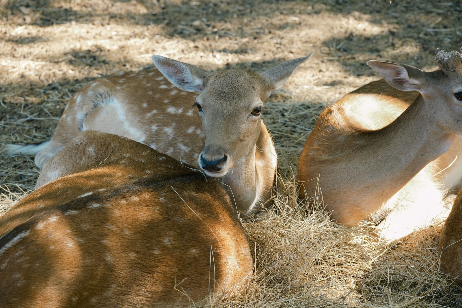 Relax in the Folsom City Zoo Sanctuary, home to rescued animals.