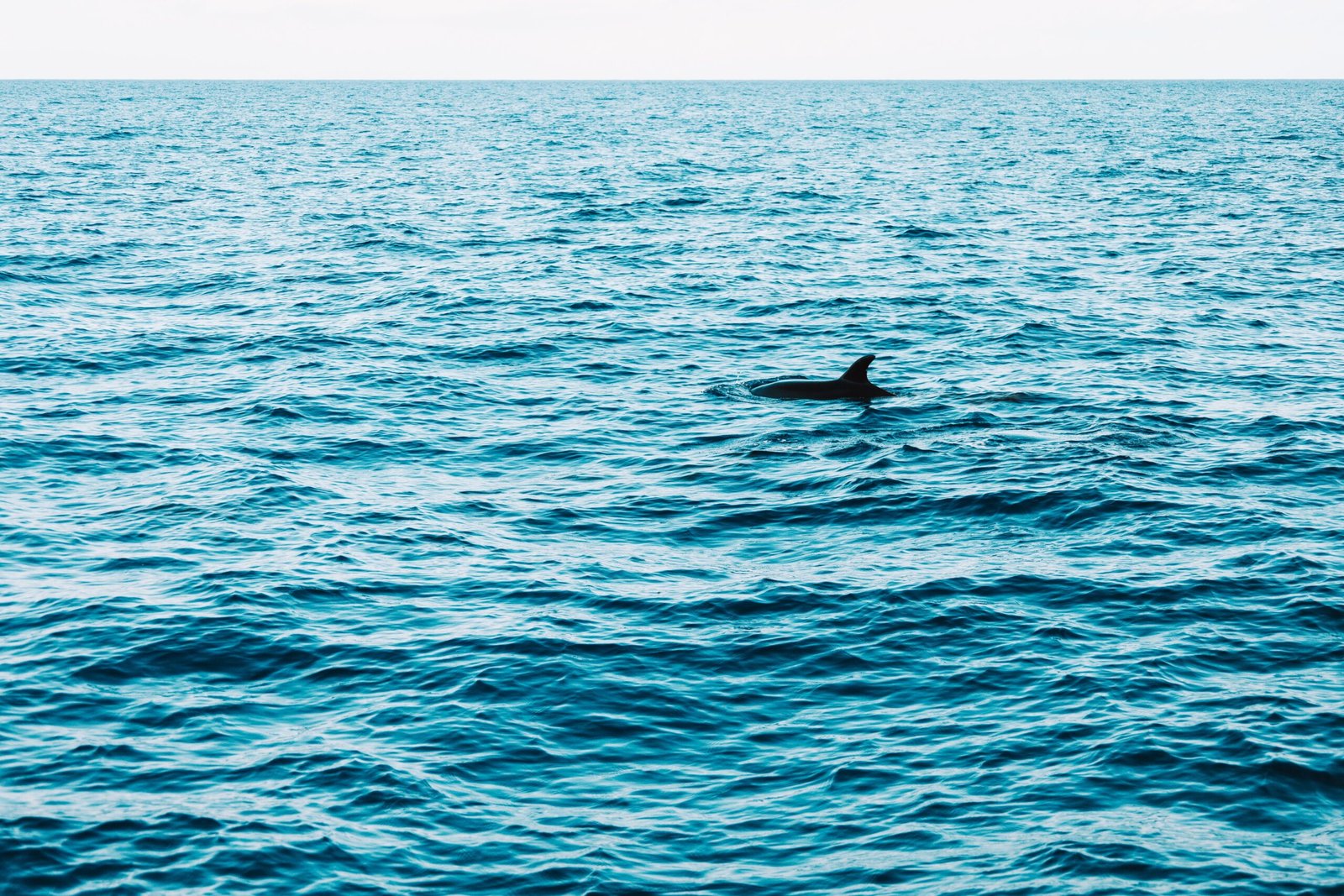 Enjoy a dolphin cruise with Destin Dolphin Cruises.