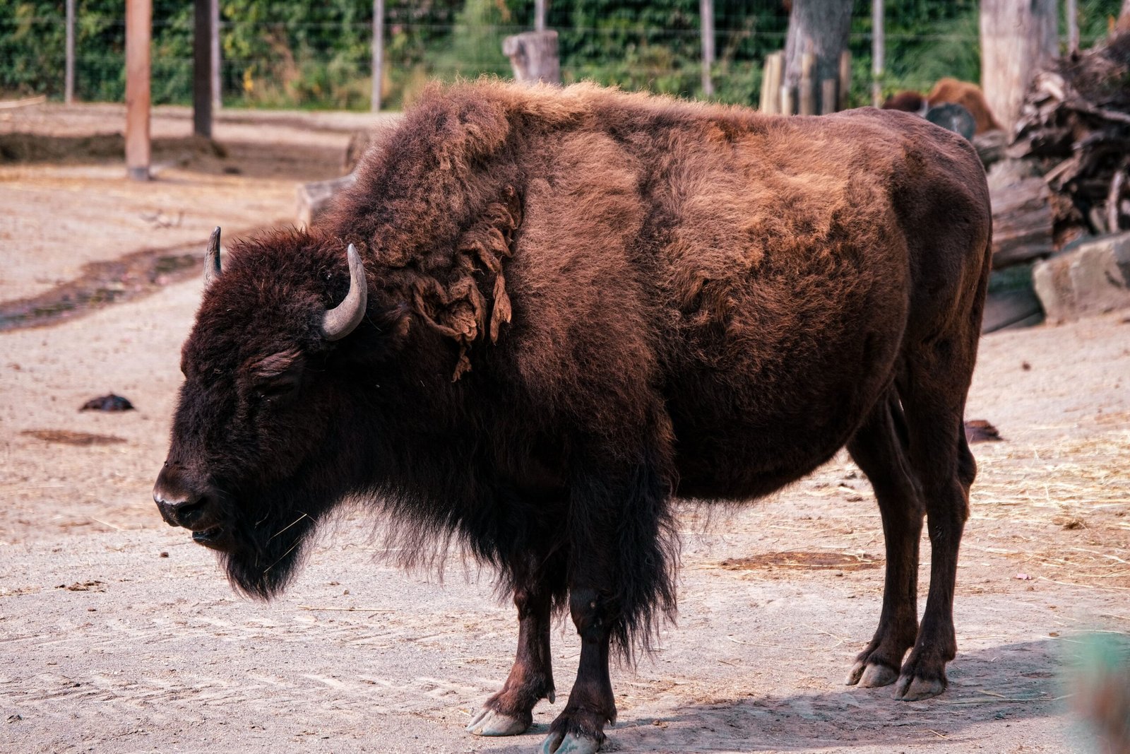 Explore the Tupelo Buffalo Park and Zoo