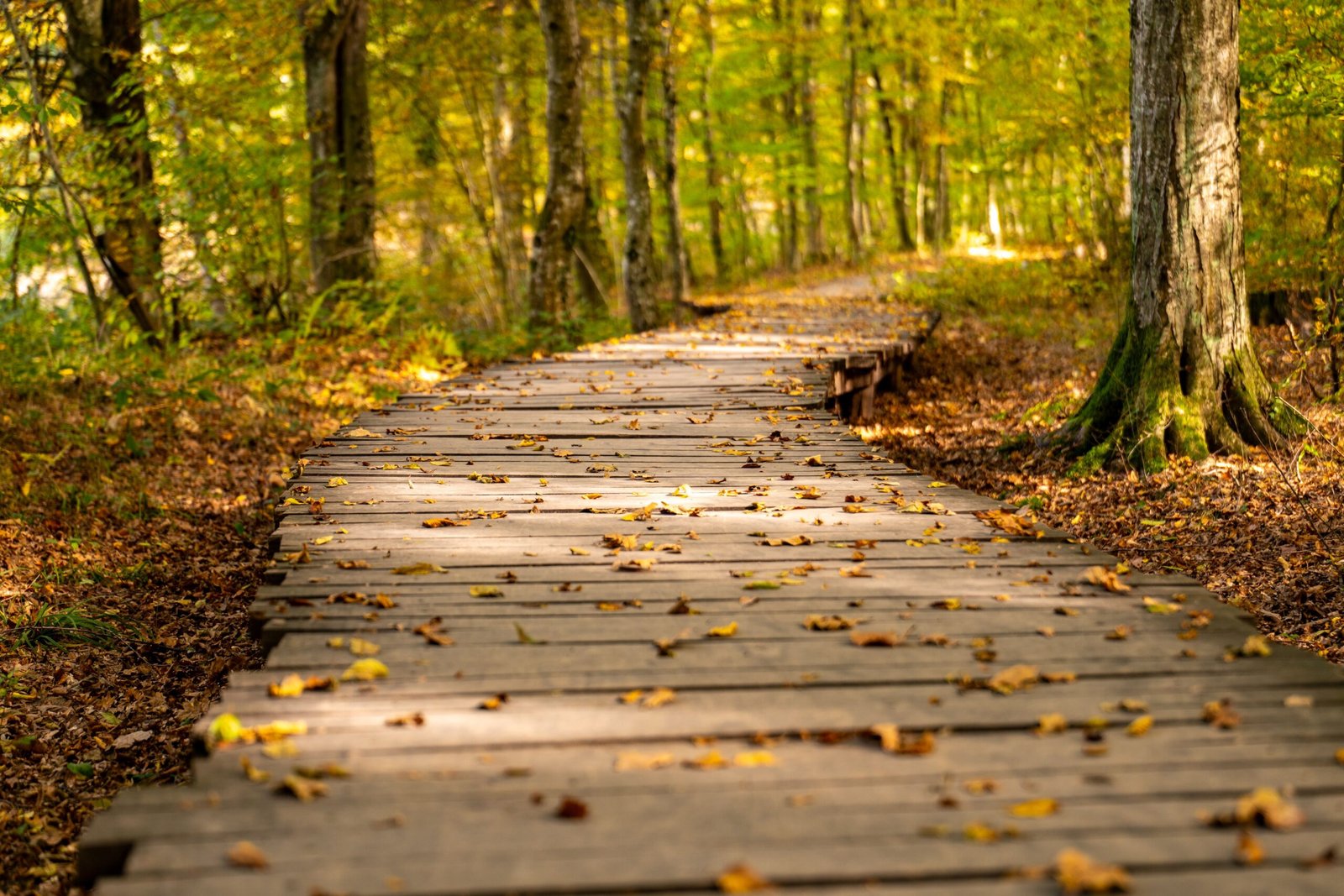 Stroll through Mine Falls Park and enjoy its scenic trails.