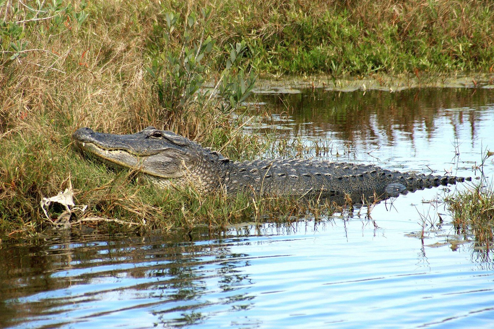 Spend a day at the Everglades Holiday Park and spot alligators on airboat tours.