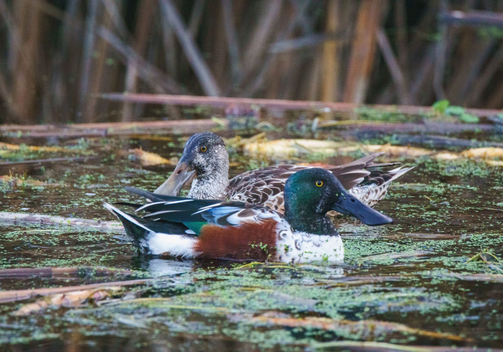 Discover unique flora and fauna at the Upper Klamath National Wildlife Refuge