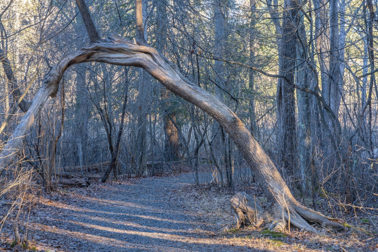 Walk through the picturesque trails of the Rockefeller State Park Preserve.