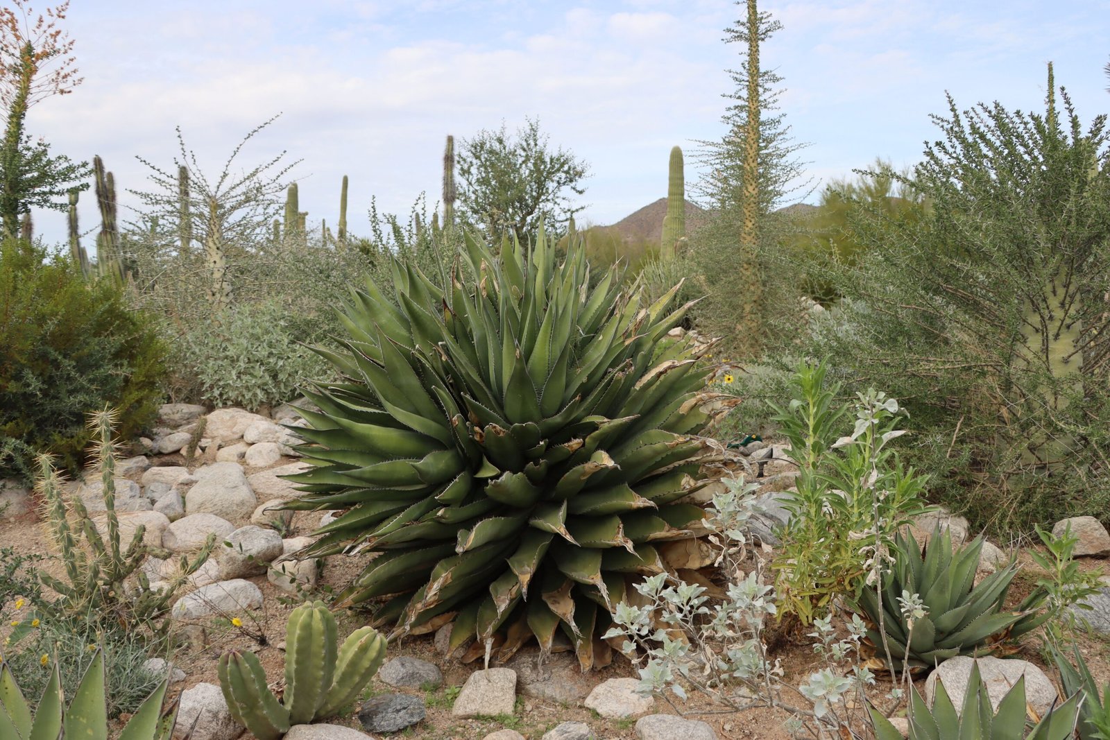 Stroll through the Tucson Botanical Gardens.