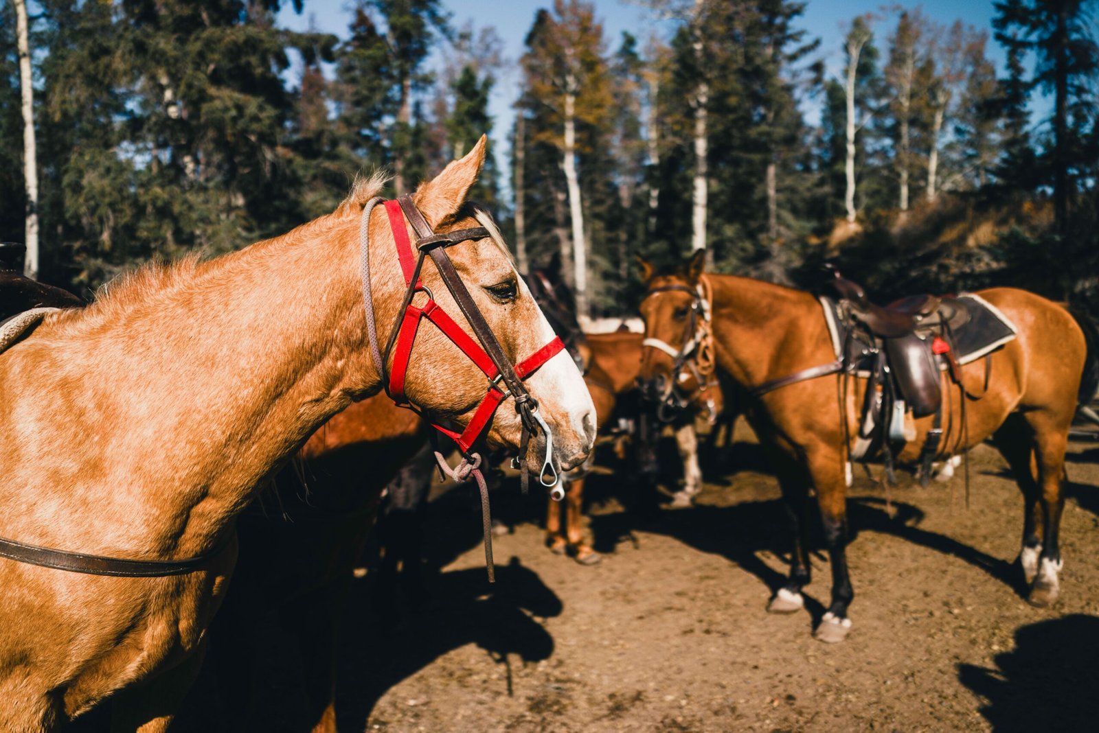 Go horseback riding at the nearby Bighorn National Forest for stunning views