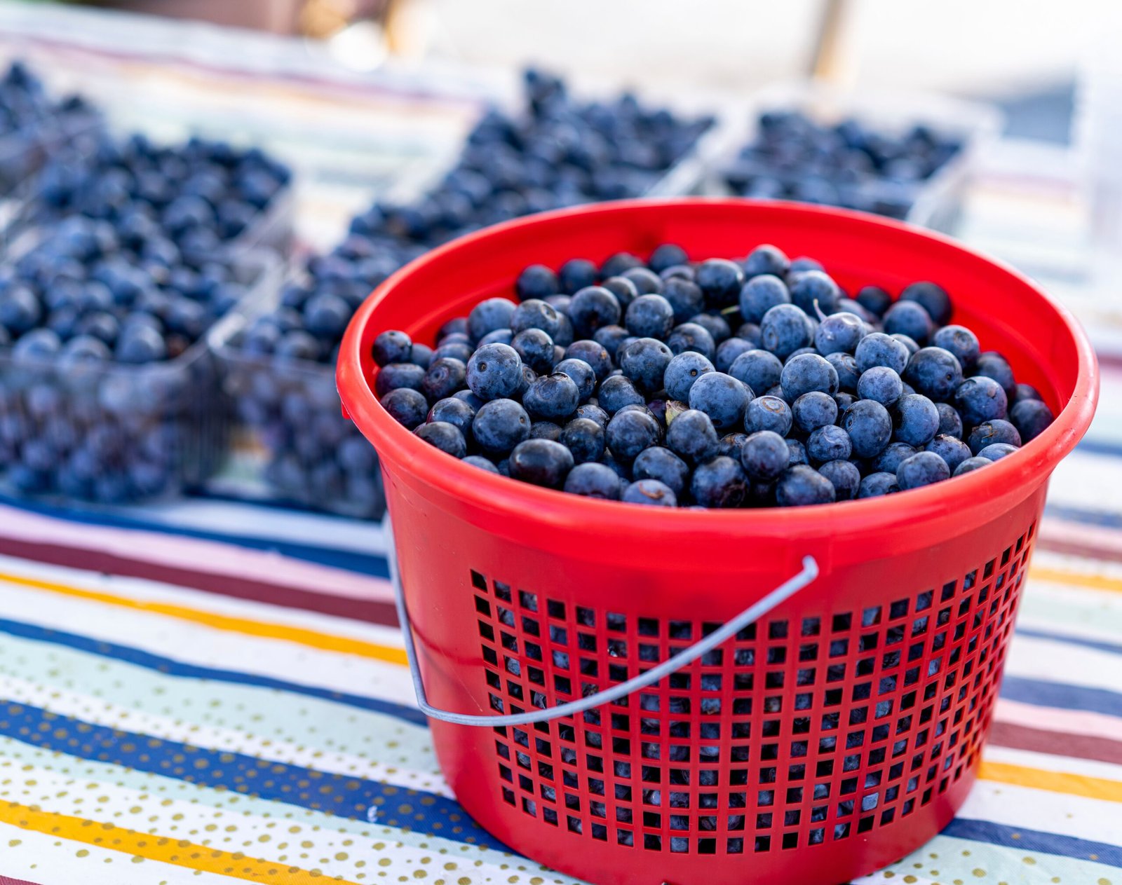 Attend the annual Escanaba Blueberry Festival in downtown