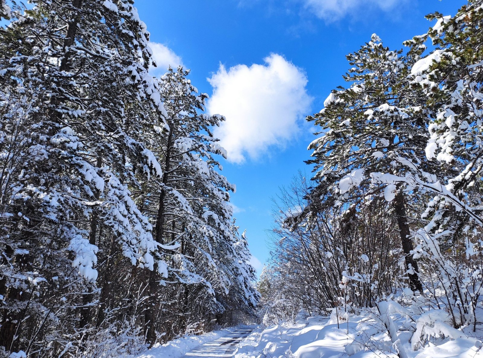 Take a scenic hike on the **Pine Mountain Trail**.