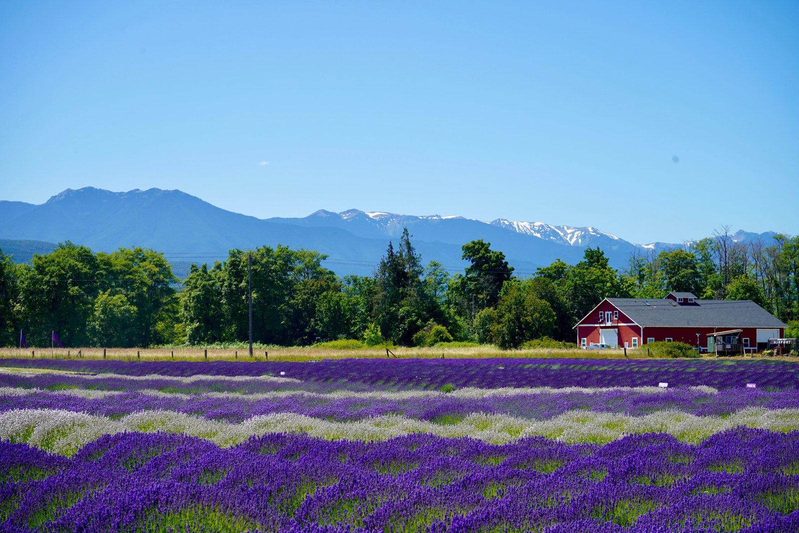 Experience vibrant gardens at the Pacific Northwest's second-largest lavender farm, Purple Haze Lavender