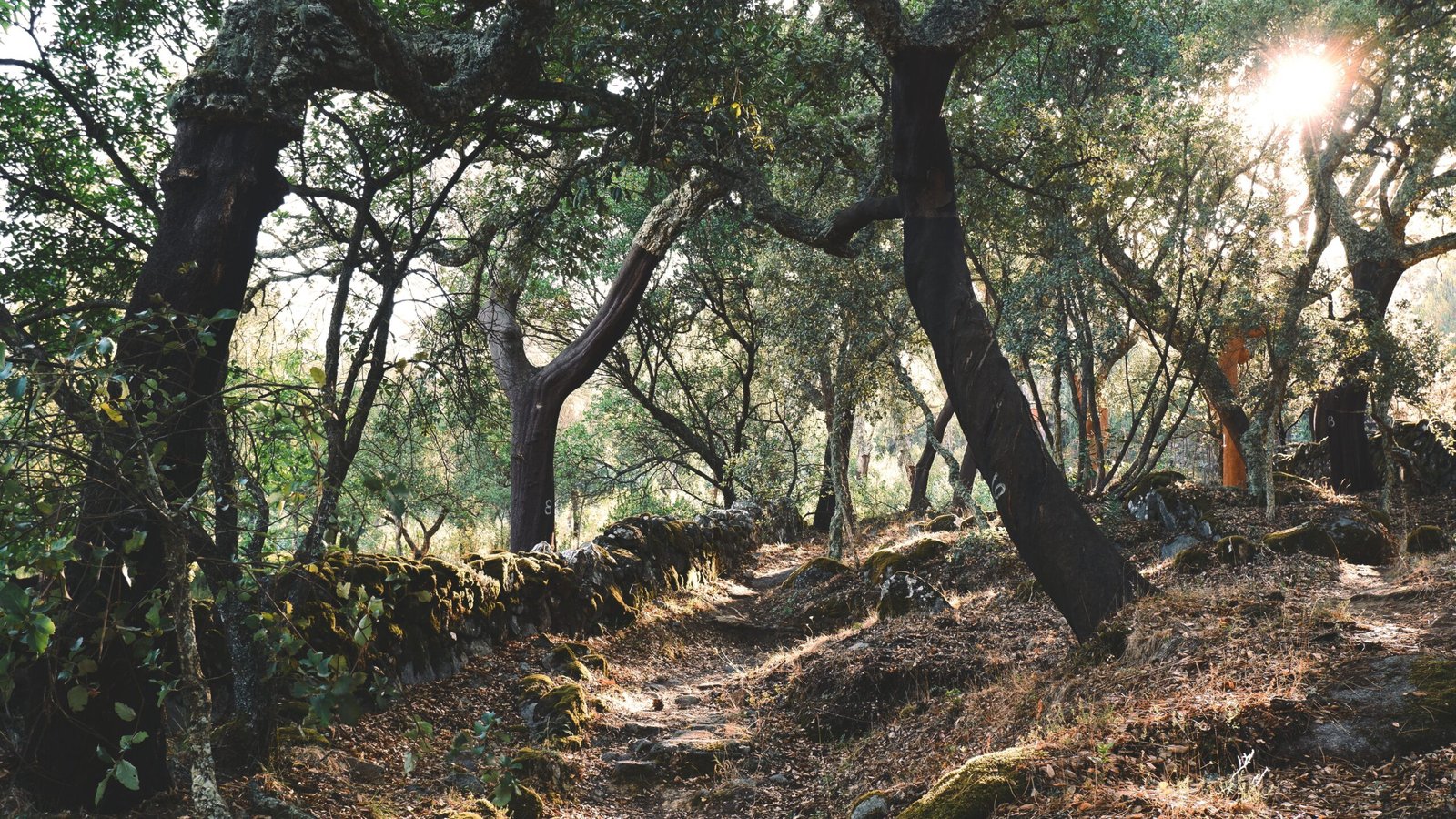 Take a stroll through the beautiful Prime Desert Woodland Preserve.