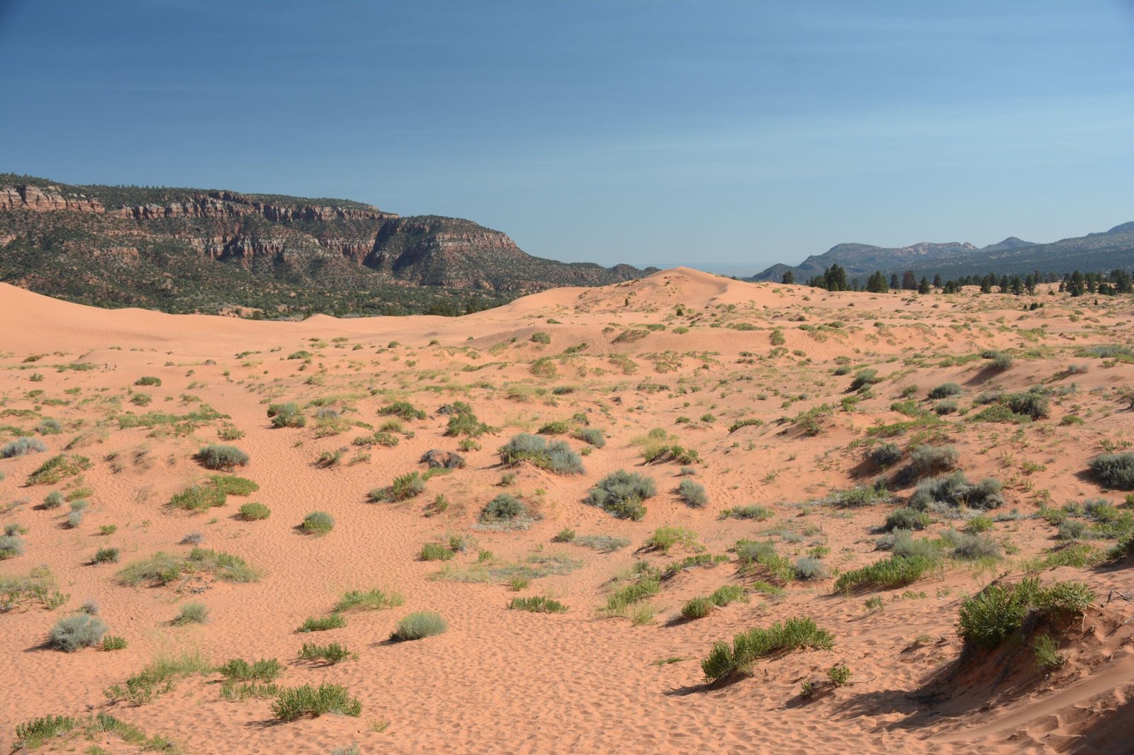 Discover the unique rock formations at Coral Pink Sand Dunes State Park.